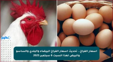 أسعار الفراخ.. تحديث أسعار الفراخ البيضاء والبلدي والساسو والبيض لهذا السبت 6 سبتمبر 2025